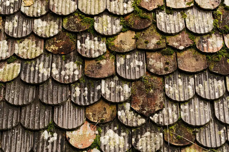 Tuiles plates en écailles couvertes de mousse et de lichen
